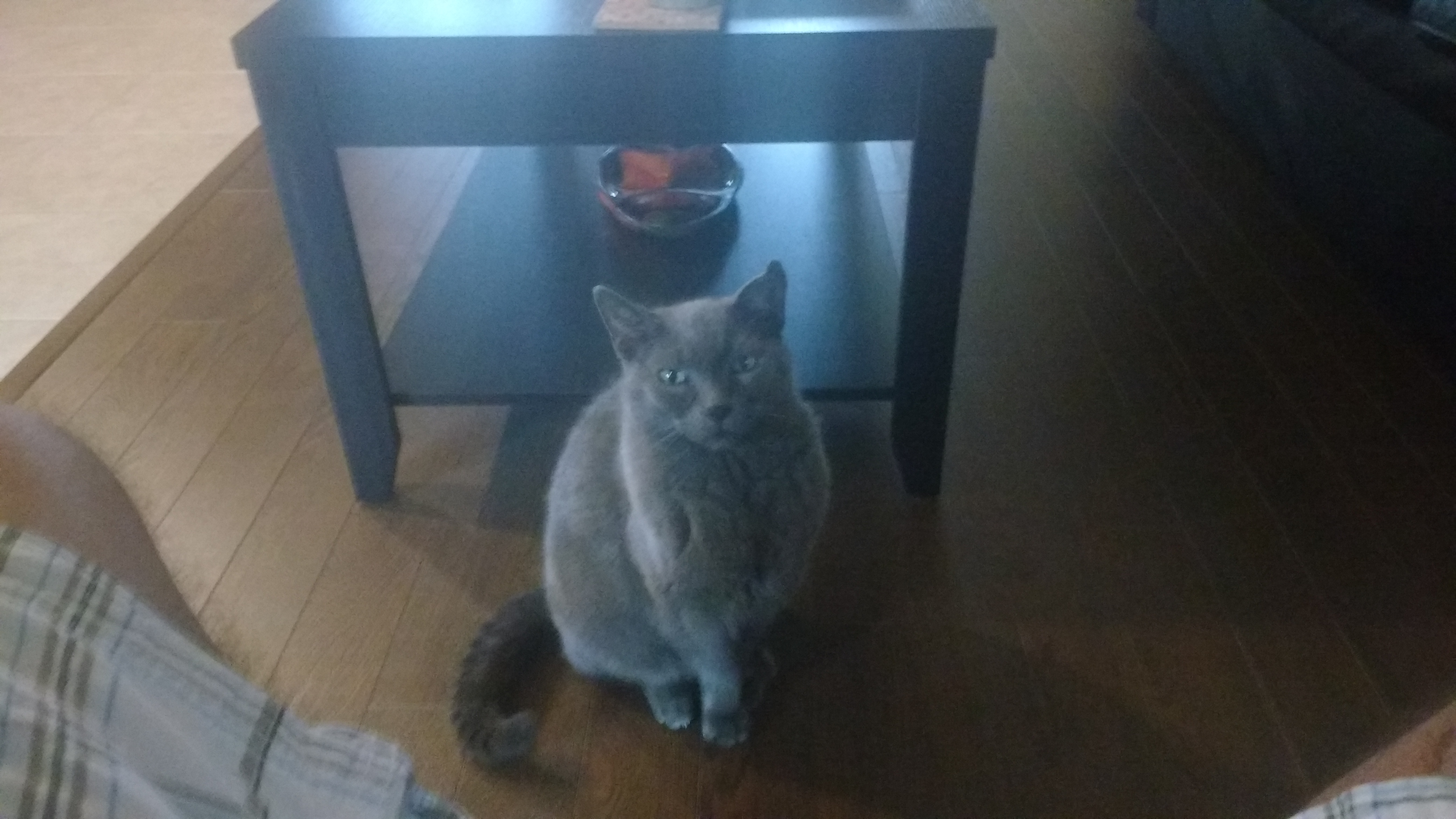 Ontario gateway pet memorial online